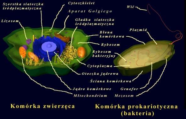 głównie zachodzi selekcja genów A gdzie żyją memy?