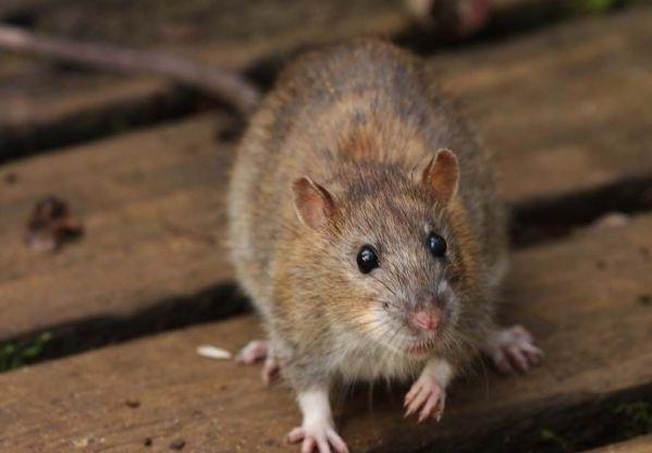 Inwazje biologiczne szczur