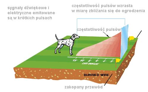 Przykładowe rozmieszczenie ogrodzenia. Krok 2 Instalowanie drutu Nie zakopuj drutu zanim nie przetestujesz całego urządzenia. Izolacja drutu nie powinna być uszkodzona.