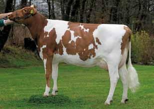 Massia 15 Maughlin Storm Markwell Leader Rose Broeklander Kibo-Red Massia 10 Robot