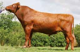 Cechy funkcjonalne w tabelach na stronie 60 NTM +19 Prod. córek (305 dni) 8624 4,41 3,58 Cena 1.