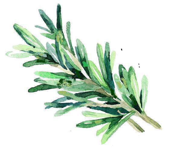 Zielona sałata, wędzony łosoś, kus-kus, krewetki całość serwowana z salsą cytrynową Contorni Dodatki Insalata mista 8.00 zł Mix sałat zielonych Verdure alla griglia 8.