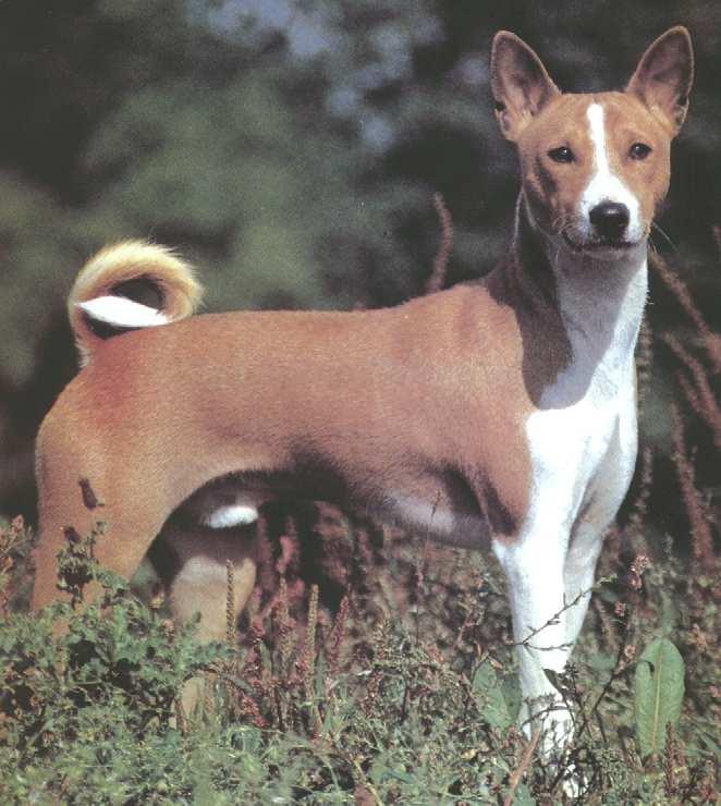 Basenji pies przywieziony z Konga w 1937 roku do Wielkiej Brytanii i rozmnożony w Europie z kilku osobników