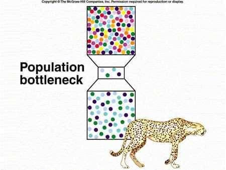 Populacja gepardów jako przykład efektu szyjki od butelki Selekcja Zjawisko polegające na eliminowaniu pewnych