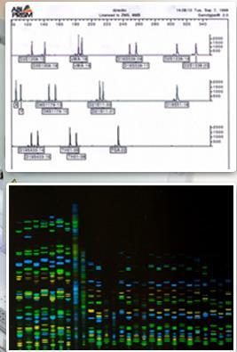 ustalanie ojcostwa PCR w czasie rzeczywistym (Q-PCR) diagnostyka wirusów