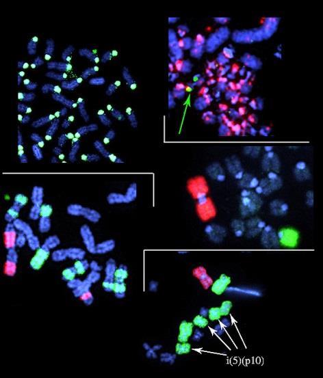 FISH Sekwencjonowanie DNA Sangera i następnej generacji Identyfikacja