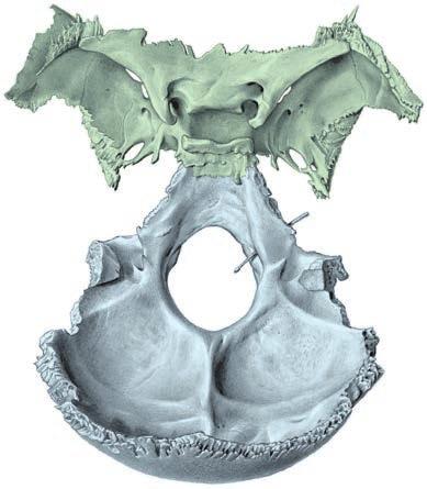 Kość klinowa (os sphenoidale) i kość potyliczna (os occipitale) 30 Gdzie leży przysadka