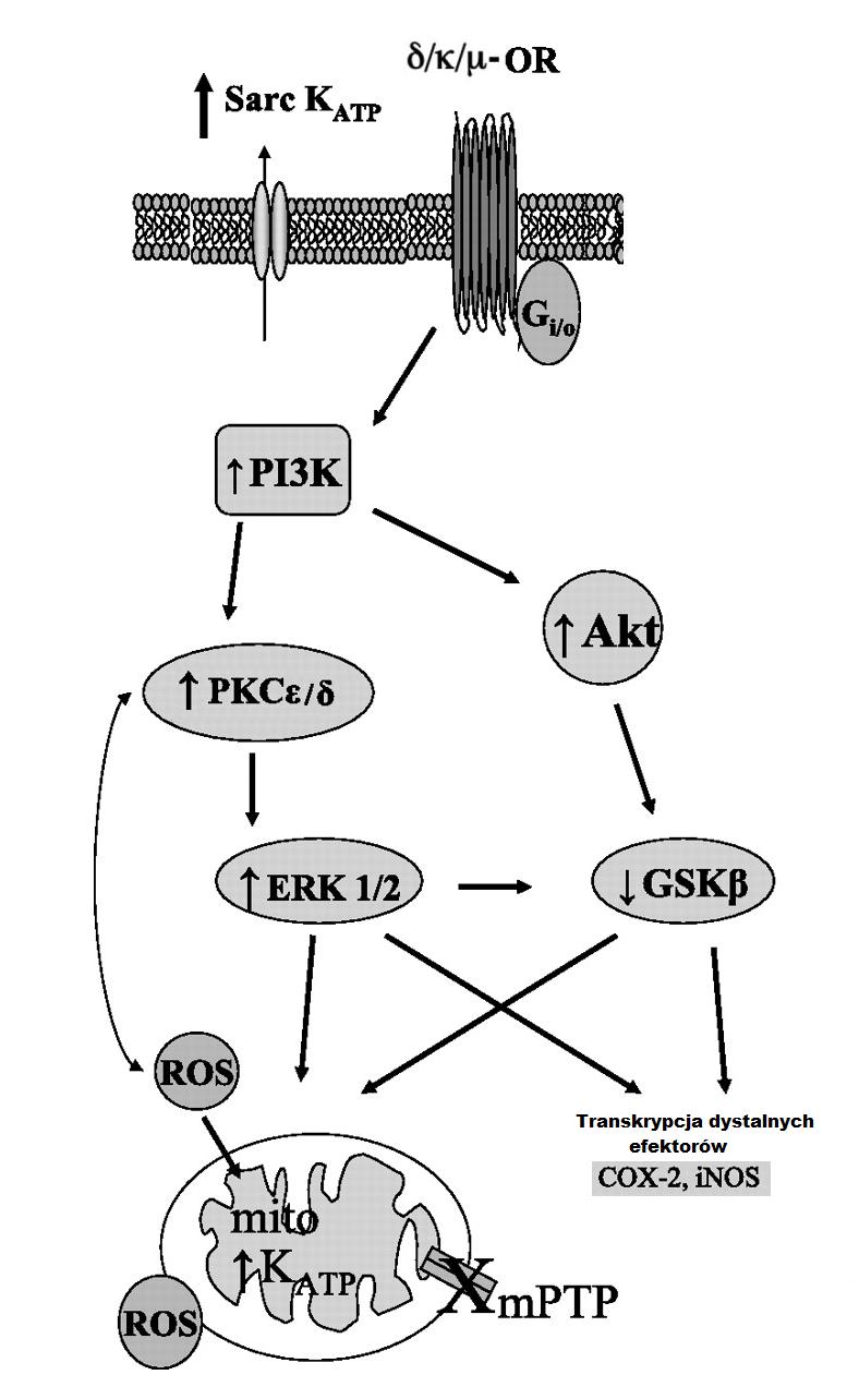 Postepy Hig Med Dosw (online), 2017; tom 71: 20-31 remifentanyl, lek selektywnie oddziałujący z receptorami µ, redukował wynik troponiny I i CK-MB w okresie okołooperacyjnym [76].