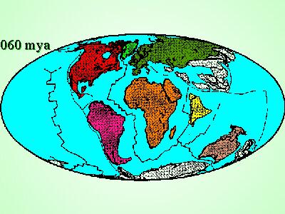 Wędrówki kontynentów } 120-60 mln lat temu - rozpad Gondwany } Torbacze (z Laurazji) pozostają na terenie Australii i Ameryki Pd.