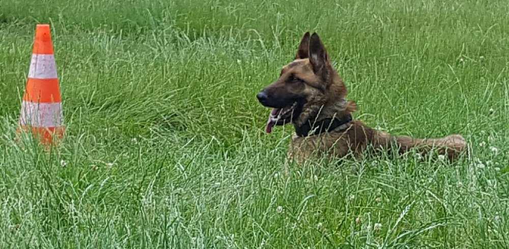 Wojewódzkie Eliminacje do Finału XVII Kynologicznych Mistrzostw Policji Komendant Wojewódzki Policji w Opolu insp.