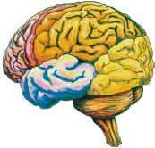 9 Płaty mózgu człowieka RDZEŃ PRZEDŁUŻONY rdzeń kręgowy Ryc. 12.