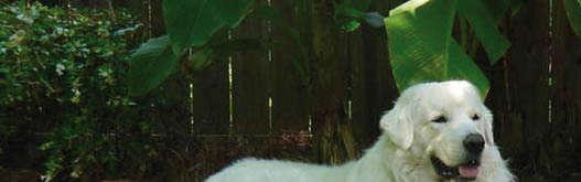 J. Kania-Gierdziewicz i B. Mroszczyk Śmietana W. (2005). Use of Tatra Mountains Shepherd Dog in the Bieszczady Mountains and the Bieszczady Foothills, Poland.
