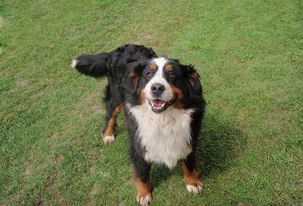USE AND BREEDING OF LIVESTOCK GUARDING DOGS IN THE SUBCARPATHIAN AREA Summary The aim of the work was to present the description of farms using livestock guarding dogs and kennels of these dog breeds