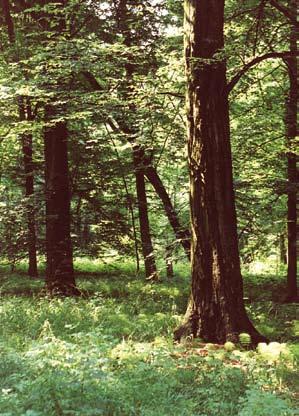 Powierzchnia nr 9 Las Dąbrowa (41 gatunków) Obejmowała ona 14,41 ha grądu w zachodniej części miasta, na skraju kompleksu leśnego o areale około 120 ha.