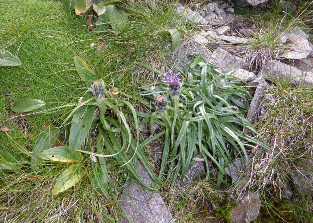 disticha, Pedicularis verticillata, Poa laxa, Polygonum viviparum, Saxifraga bryoides, Saxifraga