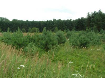 06 Powierzchnia 00138 - Balin Mały, Zespół pól uprawnych i odłogów położonych w obrębie kompleksu leśnego Sośnica na SW od wzgórza Wianek.