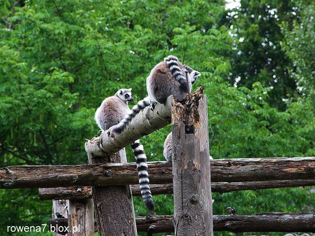 Phoenix Park a w nim Dublin Zoo Rozciągający się na obszarze 707