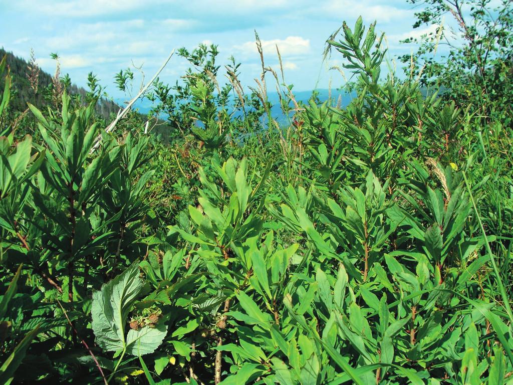 180 Kamila-Reczyñska,-Krzysztof-Œwierkosz 180 Fot. 3. Zio³oroœla w kotle omniczki z masowym udzia³em Daphne mezereum, siedlisko Botrychium lunaria (fot. K. Œwierkosz, 23.07.2011). Fig. 3. Subalpine tall-herb community in the omniczka Cirque with an abundant occurrence of Daphne mezereum the locality of Botrychium lunaria (photo K.