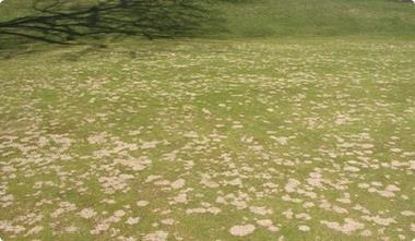 wypadaniem roślin. Źródło: http://sterf.golf.se/extra/pod/?