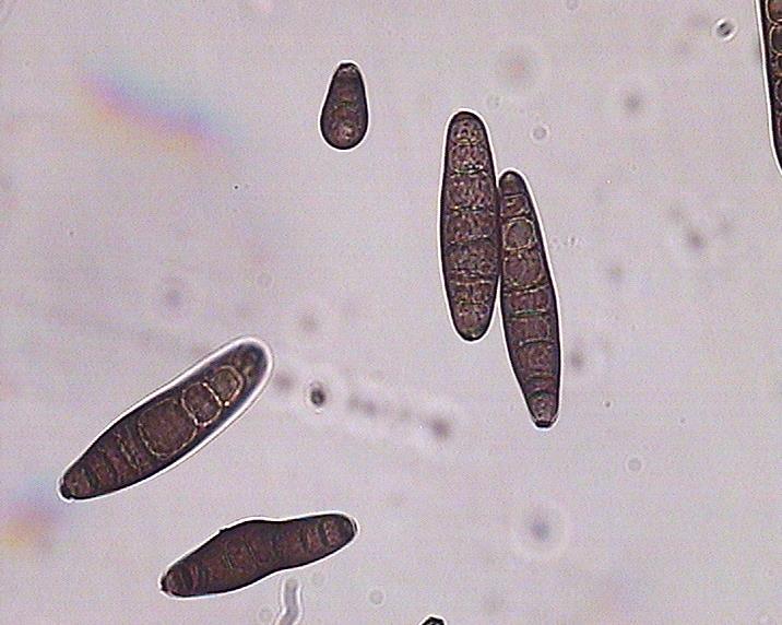 Bipolaris sorokiniana Triticum aestivum, Secale cereale,