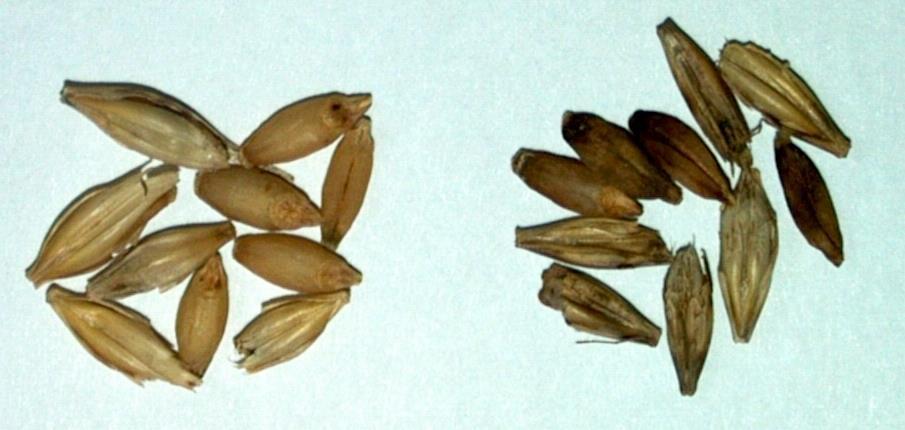 czernienia ziarna