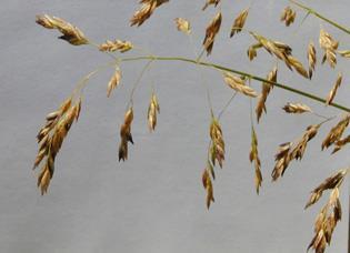 Wiechlina łąkowa (Poa pratensis)