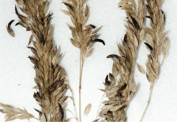 Rajgras wyniosły (Arrhenatherum elatius)