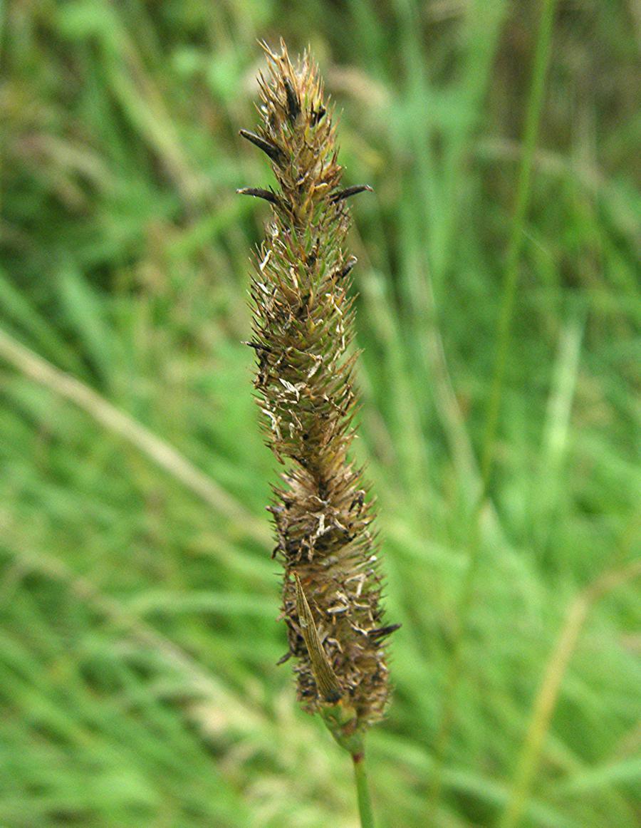 Perz właściwy (Agropyron repens) Tymotka