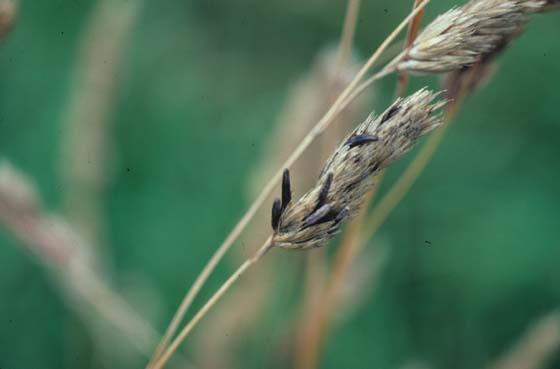 Kupkówka pospolita (Dactylis glomerata)