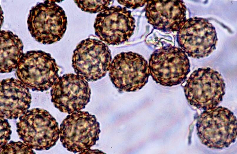 śnieg, na niezamarzniętej ziemi, Tilletia caries - występuje we wszystkich rejonach uprawy