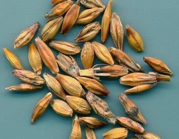 Fusarium spp. Sprawcy: F. graminearum F. avenaceum F. culmorum F. equiseti F.