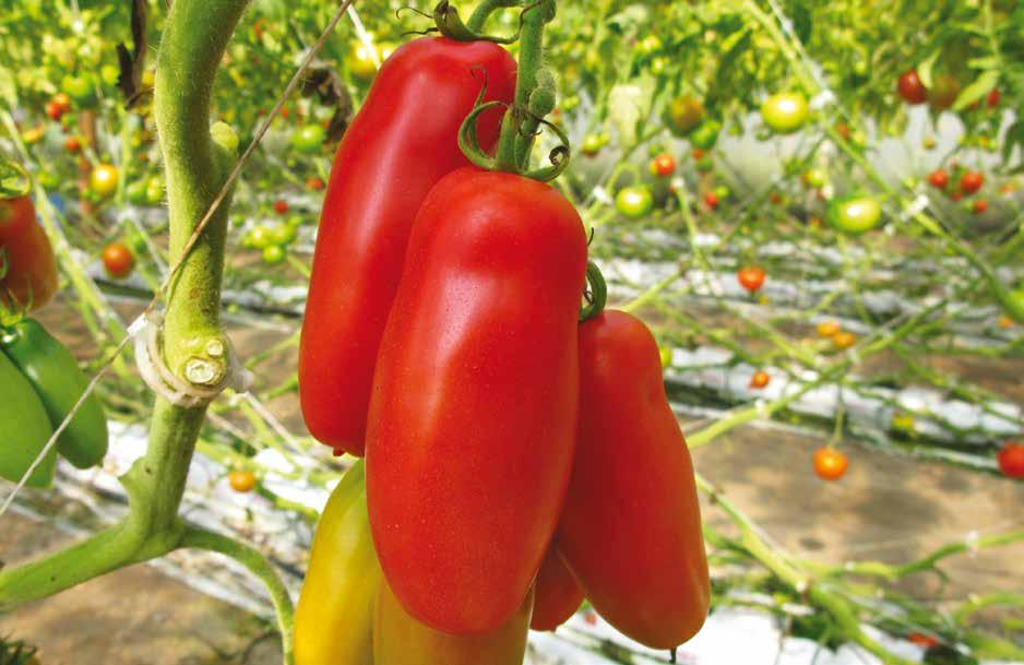 owoce o masie 120-140 g, odmiana segmentu SAN MARZANO charakterystyczny wydłużony kształt bardzo dobra struktura
