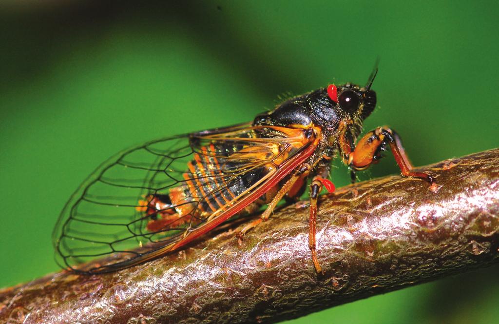 A. Klasa i E. Bokłak Cykada w OPN Ryc. 1. Cykada Cicade a can latrix (Skała Krzyżowa, 17.06.2007 r.; fot. A. Palaczyk) Fig. 1. Cicada Cicade a can latrix (Krzyżowa Rock, 17 June, 2007; photo by A.