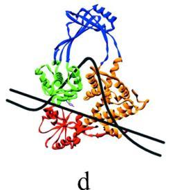 DNA Relaksacja: