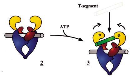 Reakcje dodania superskrętów do cząsteczki DNA Dodanie superskrętu: Kompleks topoizomeraza II / cząsteczka DNA