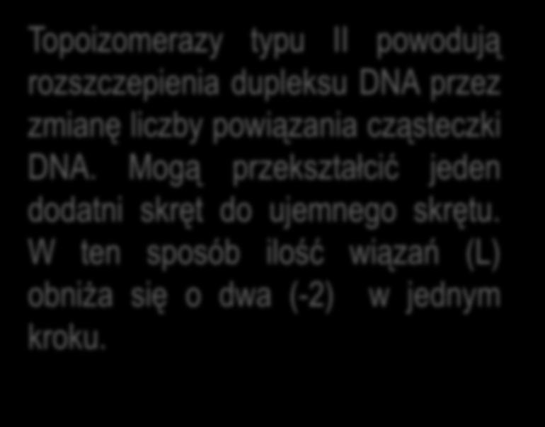 Topoizomerazy typu II powodują rozszczepienia dupleksu DNA przez zmianę liczby powiązania cząsteczki DNA.