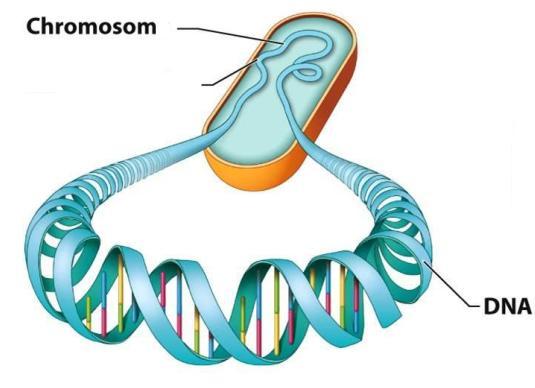 Genofor ( chromosom bakteryjny ) jest podstawową strukturą