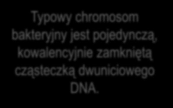 białek histonopodobnych, zasadowych białek HU i H.