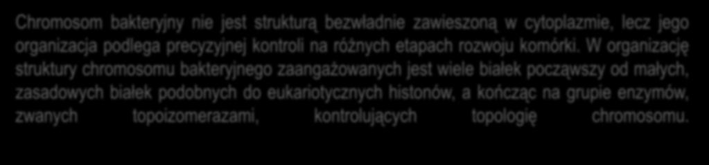 Chromosom bakteryjny nie jest strukturą bezwładnie zawieszoną w