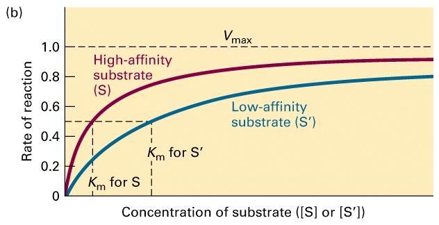Szybkość reakcji [v] K m jest to stężenie substratu przy którym enzym osiąga połowę szybkości maksymalnej i zależy od właściwości substratu i enzymu Substrat (S) o wysokim