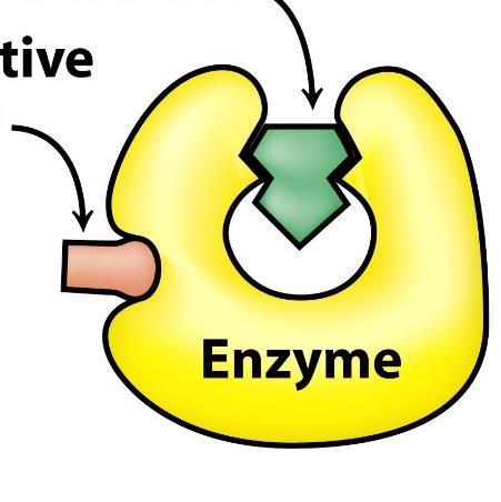 Wiele enzymów - podlega ścisłej