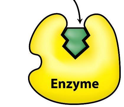 Inhibitor niekompetycyjny Inhibitor