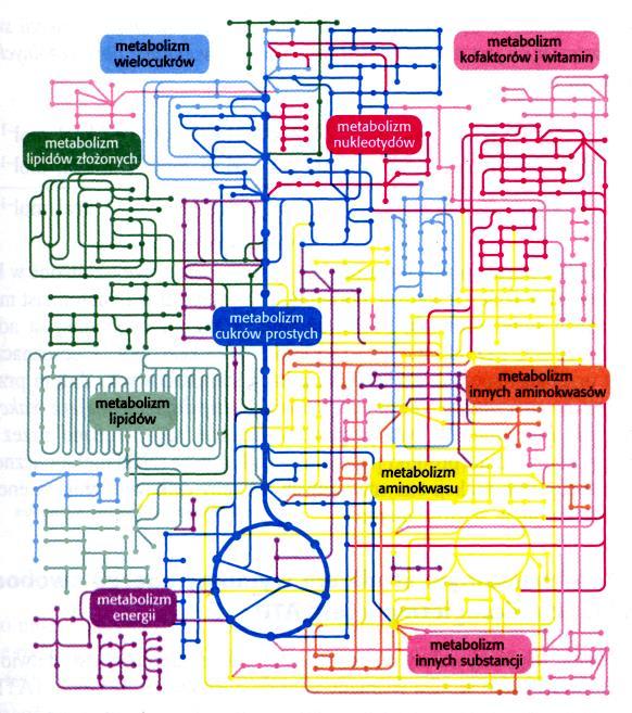 Komórkowe szlaki metaboliczne substraty związki pośrednie Katalizowane przez