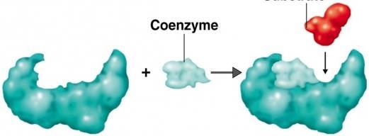 - często enzymy to kompleksy złożone z części białkowej (apoenzym) i kofaktora (koenzym, grupa prostetyczna, jon