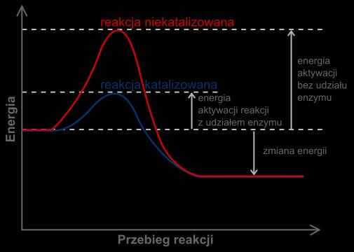 Wszystkie enzymy - są katalizatorami