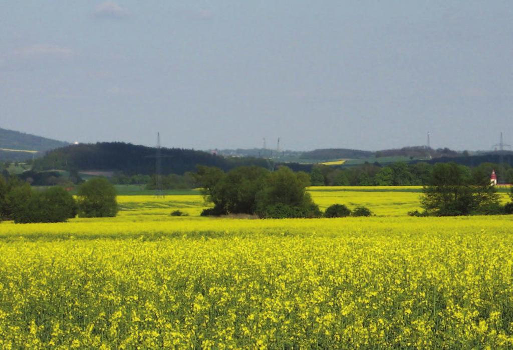 uprawa 37 średnia, glukozynolanów powyżej masie beztłuszczowej mniejsza od średniej. Masa 1000 nasion średnia. Zimotrwałość roślin dość o dość dużej odporności na wyleganie.