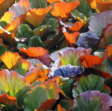 Kurowski, Siciński / Profesor Janusz Maciej Hereźniak (1935 2016) Ryc. 13. Liście Bergenia crassifolia fantazja kolorów utrwalona przez J. Hereźniaka (2011). Fig. 13. The leaves of Bergenia crassifolia fantasy of colours perpetuated by J.