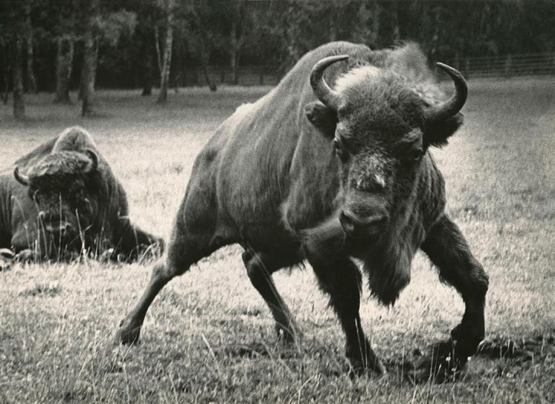Ryc. 3. Atakujący żubr na słynnej fotografii Janusza Hereźniaka, lata 70. ub. wieku. Fig. 3. European bison in the attack on the famous picture by Janusz Hereźniak, 70 s of the last century.