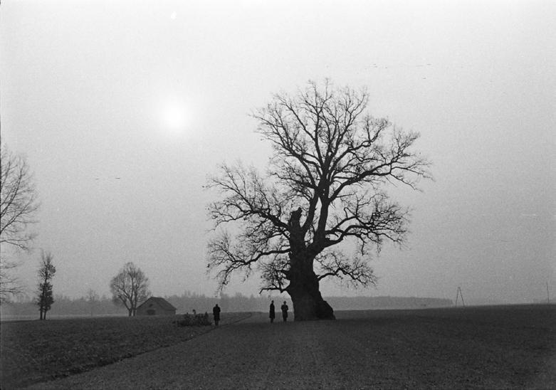 Ryc. 8. Pomnikowy dąb w nostalgicznym klimacie Kliczków Mały pod Sieradzem, 1963 (fot. J. Hereźniak). Fig. 8. Monumental oak in the nostalgic atmosphere Kliczków Mały near Sieradz, 1963 (photo J.