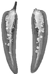 Longitudinl section of hot pepper fruit Ryc. 3.